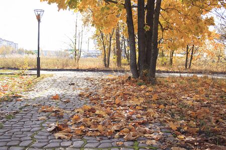 Fallen autumn leaves in park on alley.の写真素材