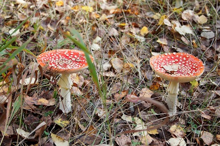 Amanita muscaria and small russule in autumn forest.の写真素材