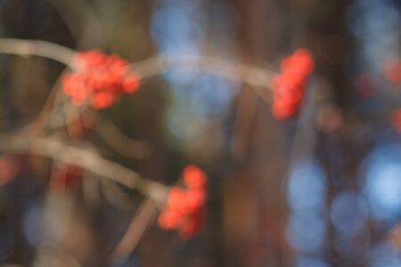 Branchs of rowan with blur effect in forest autumn.の写真素材