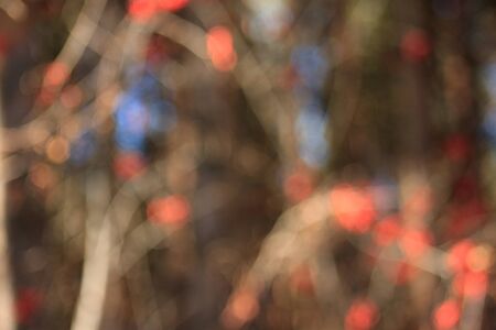 Branchs of rowan in pine forest autumn.の写真素材