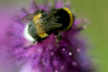 Bee sitting on flower of burdock in the meadow.