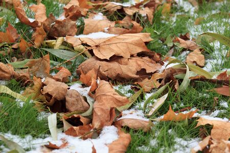 Dry autumn leaves on the snowbound green grass in park.の写真素材