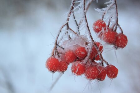 Branches ash berry covered snow and hoar-frost. Frosty evening in winter forest.の写真素材
