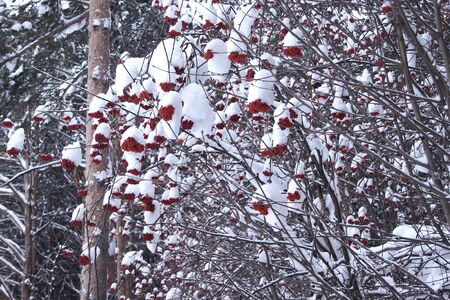 Snowbound branches of ash berry and beautiful pine-tree. In fairy winter forest.の写真素材