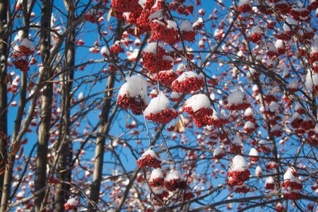 Branches mountain ash covered with snow and pieces of ice. Beautiful blue sky.の写真素材