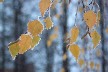 Yellow birch leaves covered with snow and hoarfrost. Fairy winter forest.