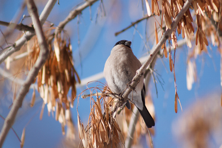 Chaffinch sits on a tree branch against a blue sky background. Beautiful spring forest.の写真素材