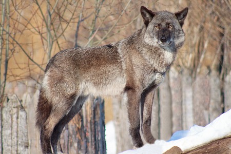 Black Canadian wolf looks out for its prey. Animal wildlife.の写真素材