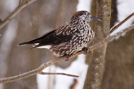 The nutcrackers sits on a branch tree.の写真素材