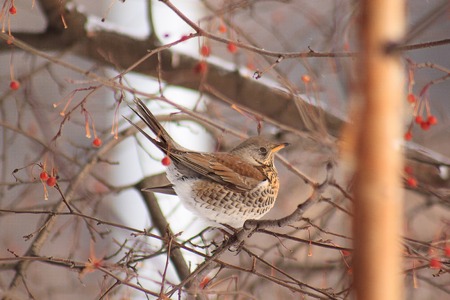 The thrush sits on the branch tree and eating an crab apples.の写真素材
