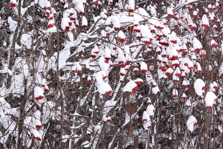 The mountain ash covered with snow and hoarfrost. Morning winter landscape.の写真素材