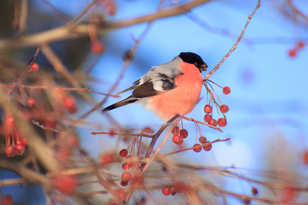Eurasian bullfinch eating an crab apples. Spring blue sky.の写真素材