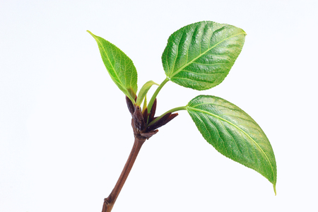 Bloom green sprig of poplar. Isolated on white background.の写真素材