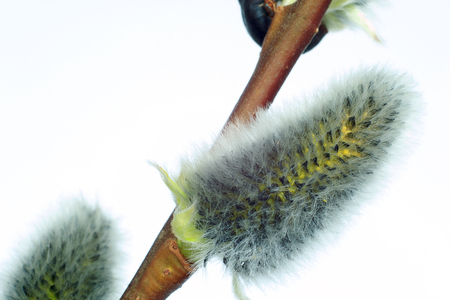 Beautiful willow catkins on a white background. Closeup.の写真素材