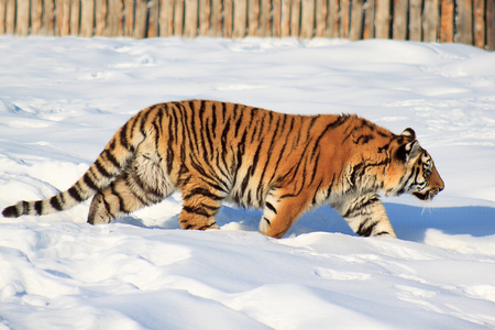 Wild siberian tiger on a morning walk. Animals in wildlife.の写真素材