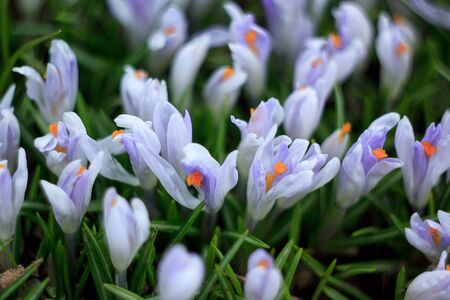 Violet crocus flowers on a spring meadow. Beauty in nature.の写真素材