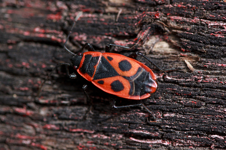 Red soldier bug crawls along the trunk of a tree. Closeup.