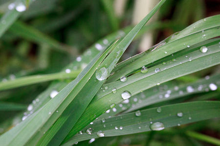Green grass after rain with dew drops. Beautiful in nature.の写真素材