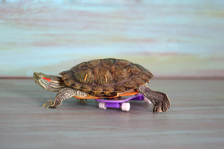 Manual turtle riding a skateboard.の写真素材