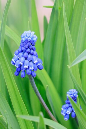 Two beautiful grape hyacinth on a green meadow.の写真素材