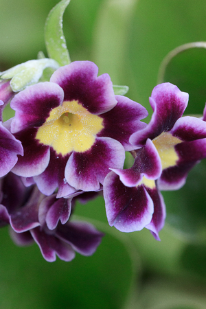 Beautiful gloxinia flowers on a green field. Closeup.の写真素材