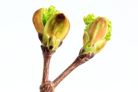 Buds and green leaves ash-leaved maple. Closeup.の写真素材