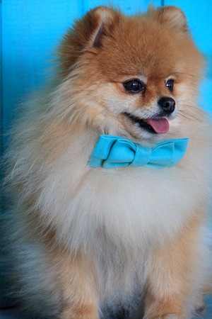 Portrait of pomeranian puppy in the bow tie.の写真素材