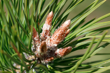 Young sprigs of pine in a summer forest.の写真素材