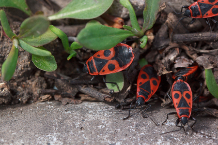 Colony of red soldier bug closeup. Animals in wildlife.