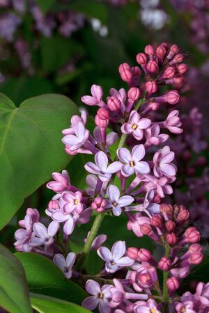 Blooming young lilac on a green meadow. Beautiful in nature.の写真素材