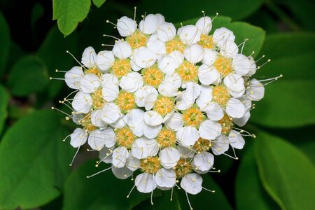 Twig blossoming spirea on a green meadow. Beautiful in nature.の写真素材
