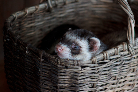 Home ferret in a wicker basket. Pet animals.の写真素材