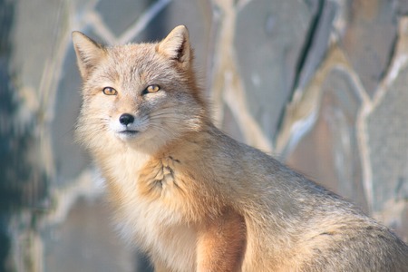 Young curious corsac fox looks into the camera. Animals wildlife.