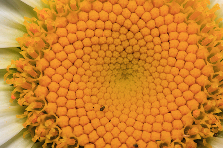 Inner structure of chamomile closeup. Beautiful in nature.の写真素材