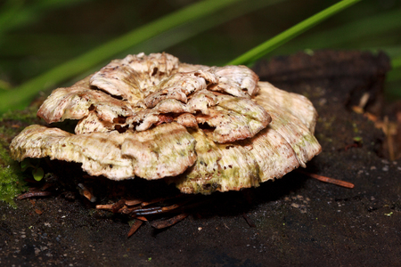 Group of parasitic mushrooms on a tree stump. Beautiful in nature.の写真素材