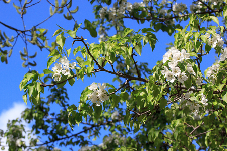 Blooming young pear tree in the spring garden. Beauty in nature.の写真素材