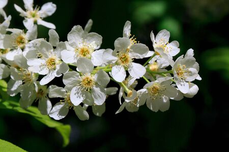 Young branch of blooming bird-cherry. Beauty in nature.の写真素材