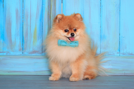 Beautiful pomeranian puppy sits near the wood wall in a blue bow tie.の写真素材