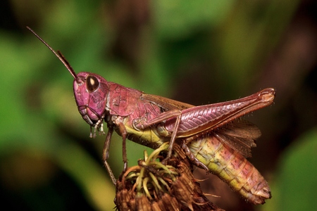 Beautiful grasshopper sitting on a dried flower.の写真素材