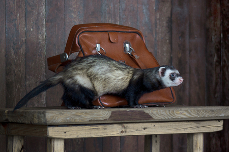 The ferret sitting on a wooden table.の写真素材