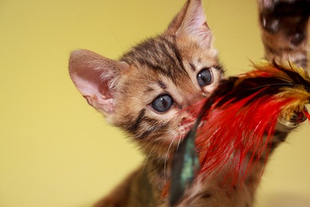 Small bengal kitten hunts his toy. Pet animalsの写真素材