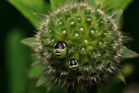 Two shield bugs are sitting on a green flower. Animals in wildlife.の写真素材