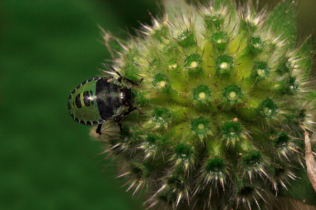 Shield bug are sitting on a flower of pincushion. Animals in wildlife.