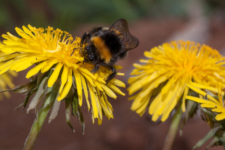 Bumblebee gathers nectar from a dandelion flower. Animals in wildlife.の写真素材