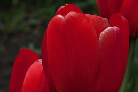 Red tulips are growing on a spring meadow. Beauty in nature.の写真素材