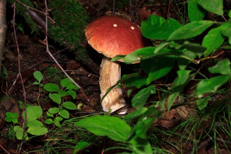 Brown mushroom is growing in a green forest. Beauty in nature.の写真素材