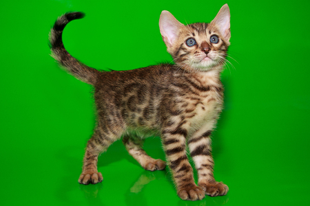 Beautiful bengal kitten is looking up. Two month old.の写真素材