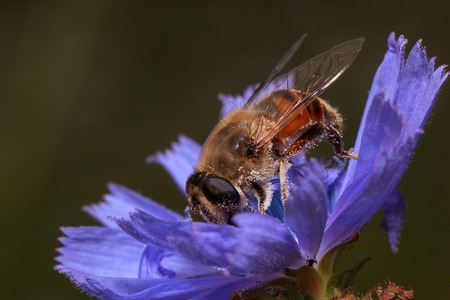 Hoverfly is picking pollen from chicory flower. Wild animals.の写真素材