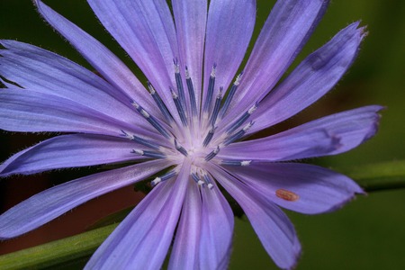 Beautiful chicory flower is blooming on a green meadow. Summer morning.の写真素材