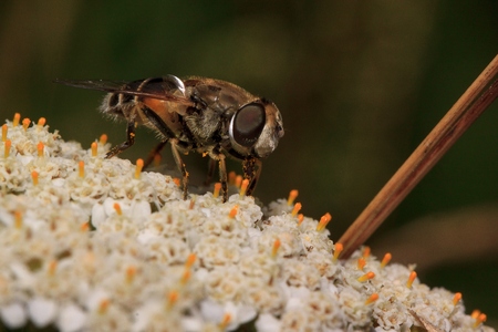 Hoverfly is sittiing on a yarrow flower. Wild animals.の写真素材